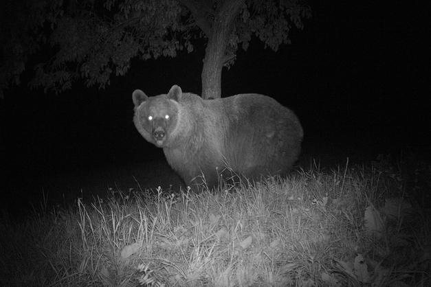 A caccia dell'orso. Il manuale della natura