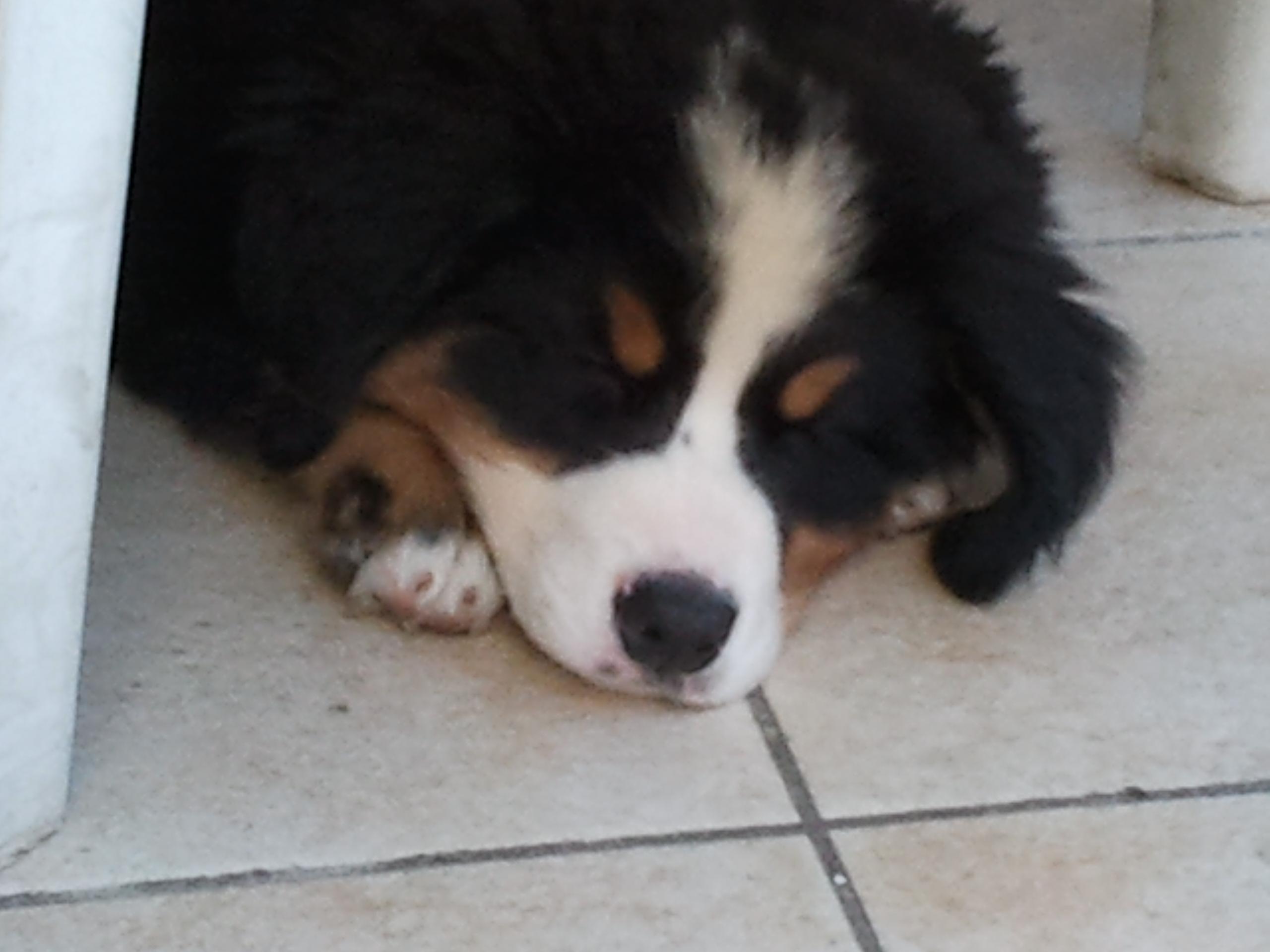 Maxi peluche cane Bovaro del Bernese 