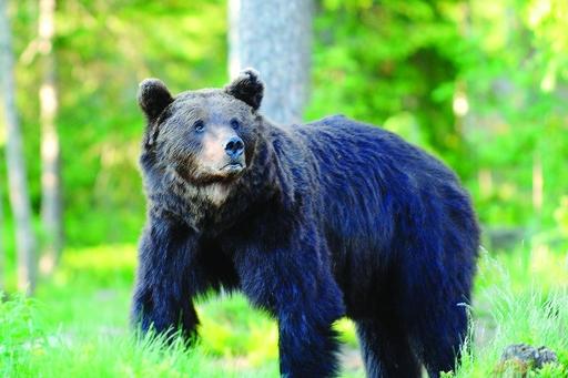 Trentino, orso investito da un'auto: al volante c'era un