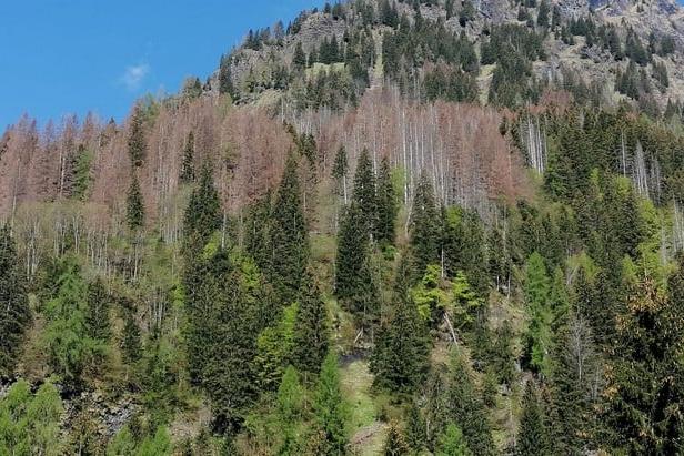 Bostrico, un disastro nei boschi: fra Vaia e riscaldamento climatico, il  parassita avanza in maniera incontrollata - Montagna
