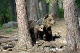 Come comportarsi nei boschi per limitare il rischio di incontrare un orso o  per difendersi - Montagna