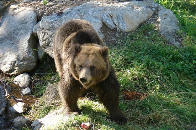 Orsi in Trentino, ora bisogna sottrarre la gestione alla politica per  riconsegnarla agli esperti - Cronaca