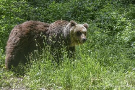 Dalla Slovenia alla Romania, molti Paesi decidono l'eliminazione di  centinaia di esemplari - Montagna