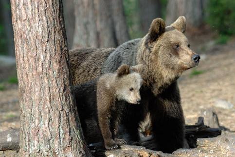 Spray anti-orso al Corpo forestale del Trentino