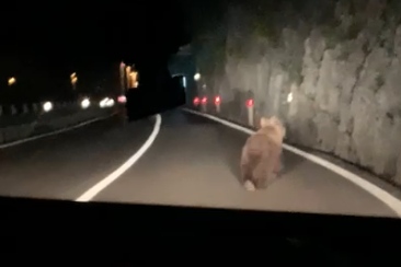 Trentino, orso investito da un'auto: al volante c'era un