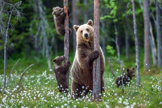 Grandi carnivori in Trentino: sul tavolo gestione dei lupi, spray anti-orso  e fauna ittica - Cronaca