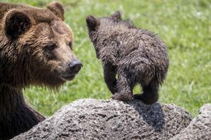 La promessa della Provincia di Trento: «Spray anti orso per tutti»