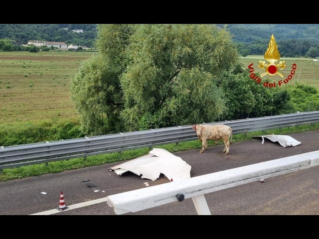 Camion Di Bestiame Si Rovescia Sull'autostrada A4: Animali Morti O In ...